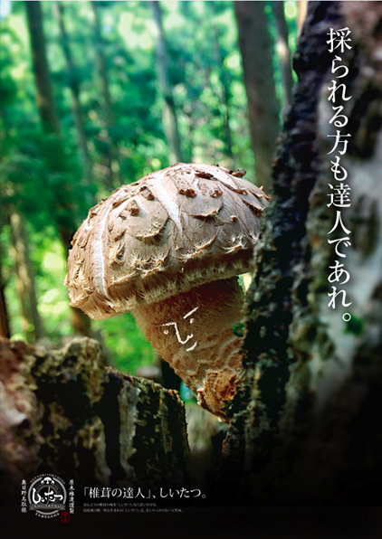 鳥取県・日野町　しいたつ